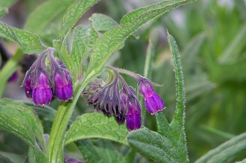 Comfrey για τη θεραπεία της αυχενικής οστεοχόνδρωσης